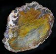 Petrified Wood Slab - Grassy Mountain, Oregon #24217-1